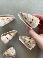 Load image into Gallery viewer, Cone Shell | India
